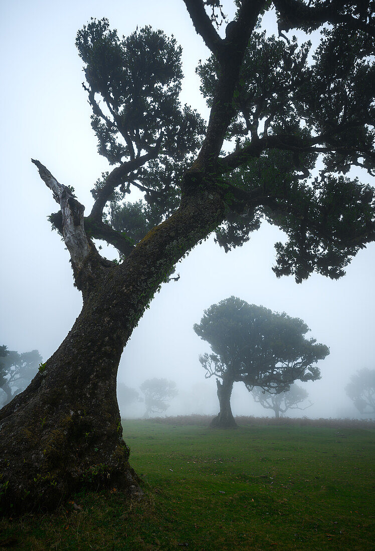 Fanalwald, Madeira, Portugal