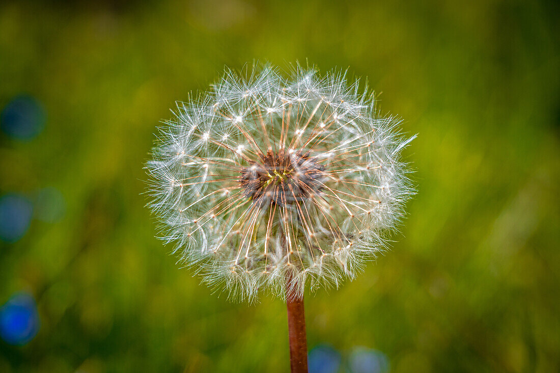  Dandelion plant (Taraxacum) on a meadow, Schönheide, Saxony, Germany 