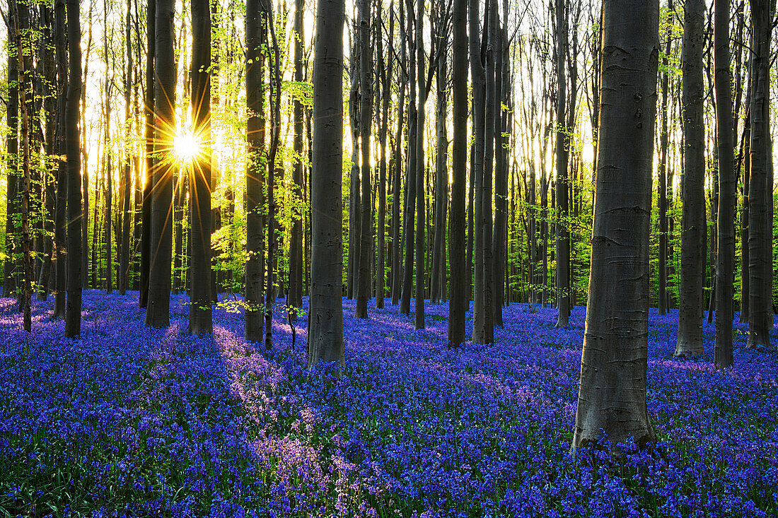 Blumenteppich aus blau blühenden Hasenglöckchen bei Sonnenuntergang im Frühling über dem Waldboden des Buchenwald Hallerbos. Flämisch-Brabant, Belgien, Europa