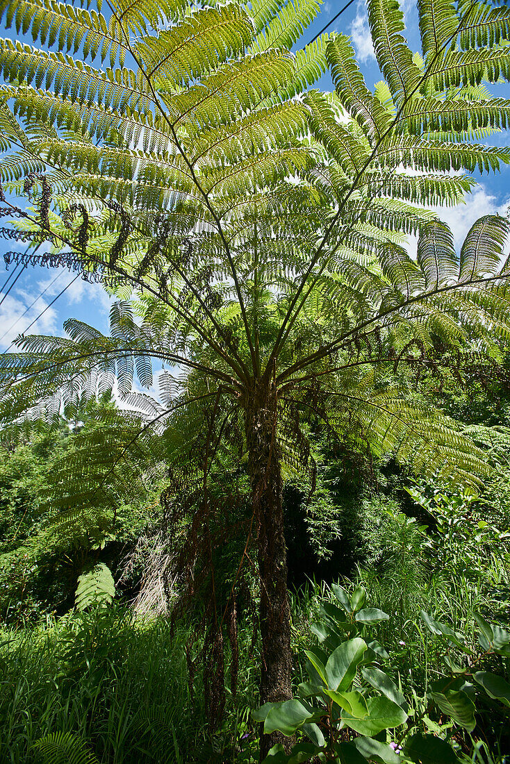  Africa, Mauritius Island, Indian Ocean, plants, fern 