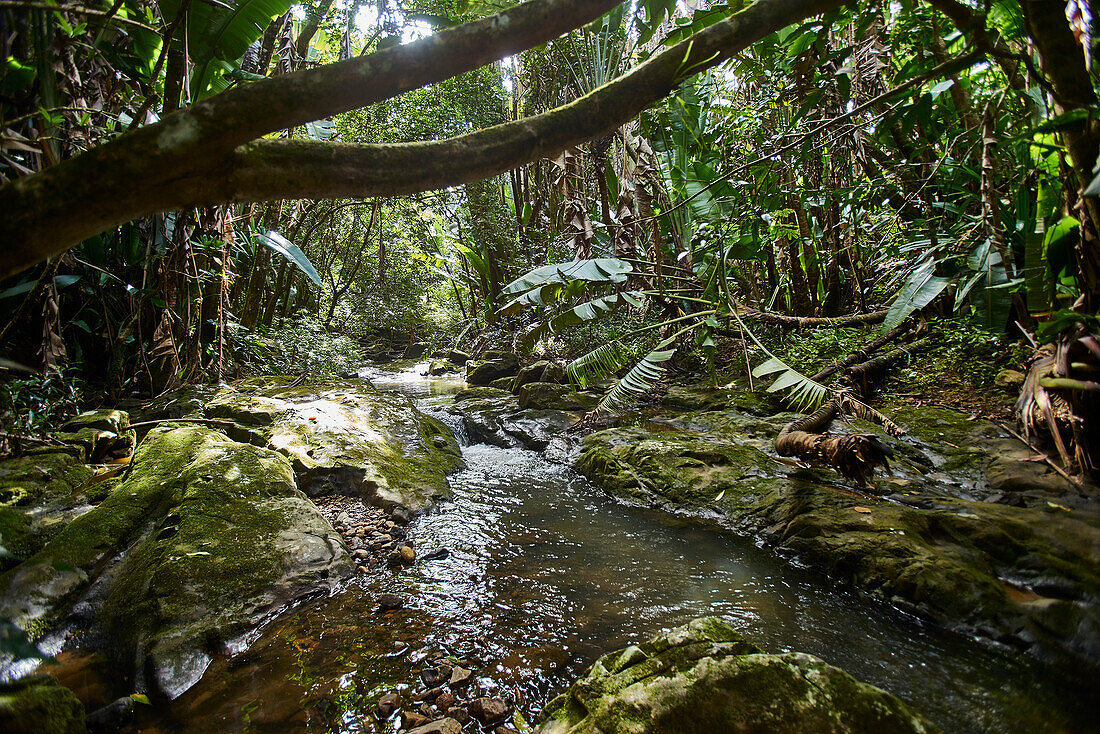 Afrika, Insel Mauritius, Indischer Ozean, Bach durch Wald