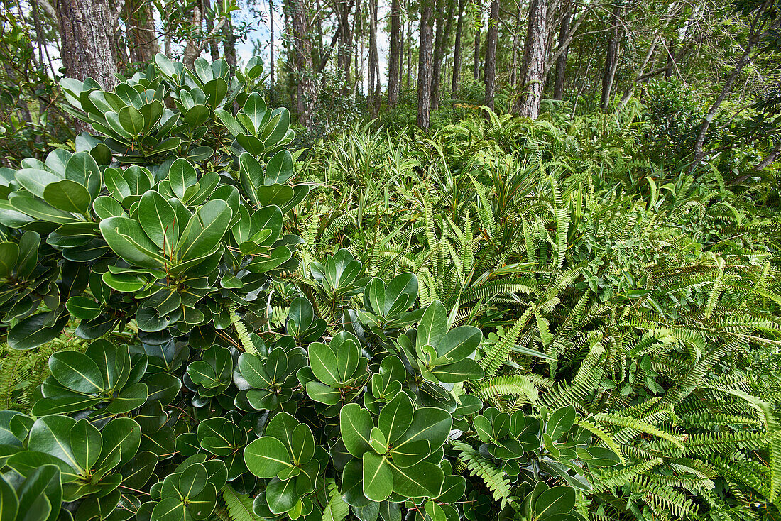  Africa, Mauritius Island, Indian Ocean, plants, 