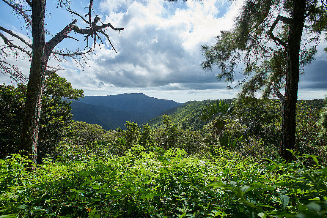  Africa, Mauritius Island, Indian Ocean, Plants, Landscape Mountains 