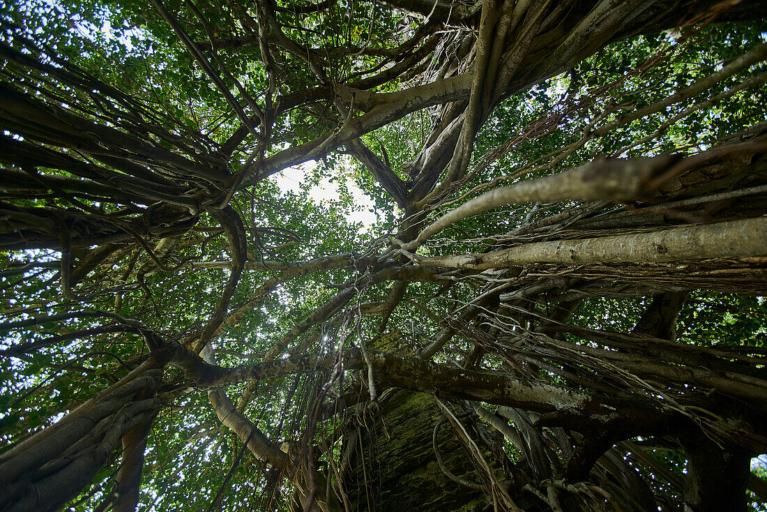 Afrika, Insel Mauritius, Indischer Ozean, Pflanzen, Bäume von unten