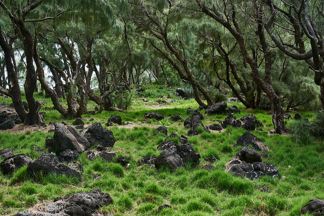 Afrika, Insel Mauritius, Indischer Ozean, Pflanzen,