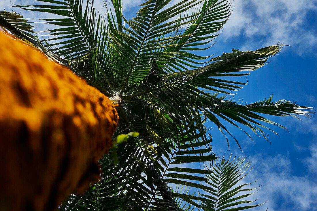 Afrika, Insel Mauritius, Indischer Ozean, Pflanzen, Palme von unten, Froschperspektive