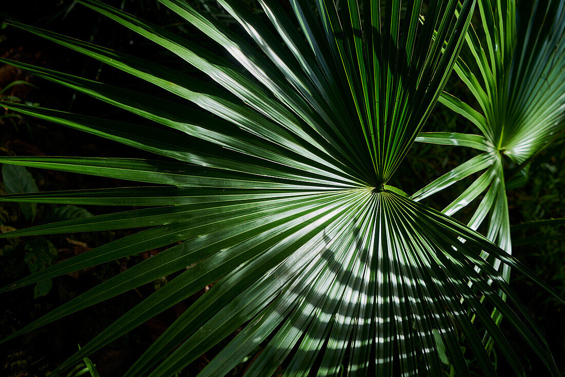 Afrika, Insel Mauritius, Indischer Ozean, Pflanzen, Blatt einer Fächerpalme