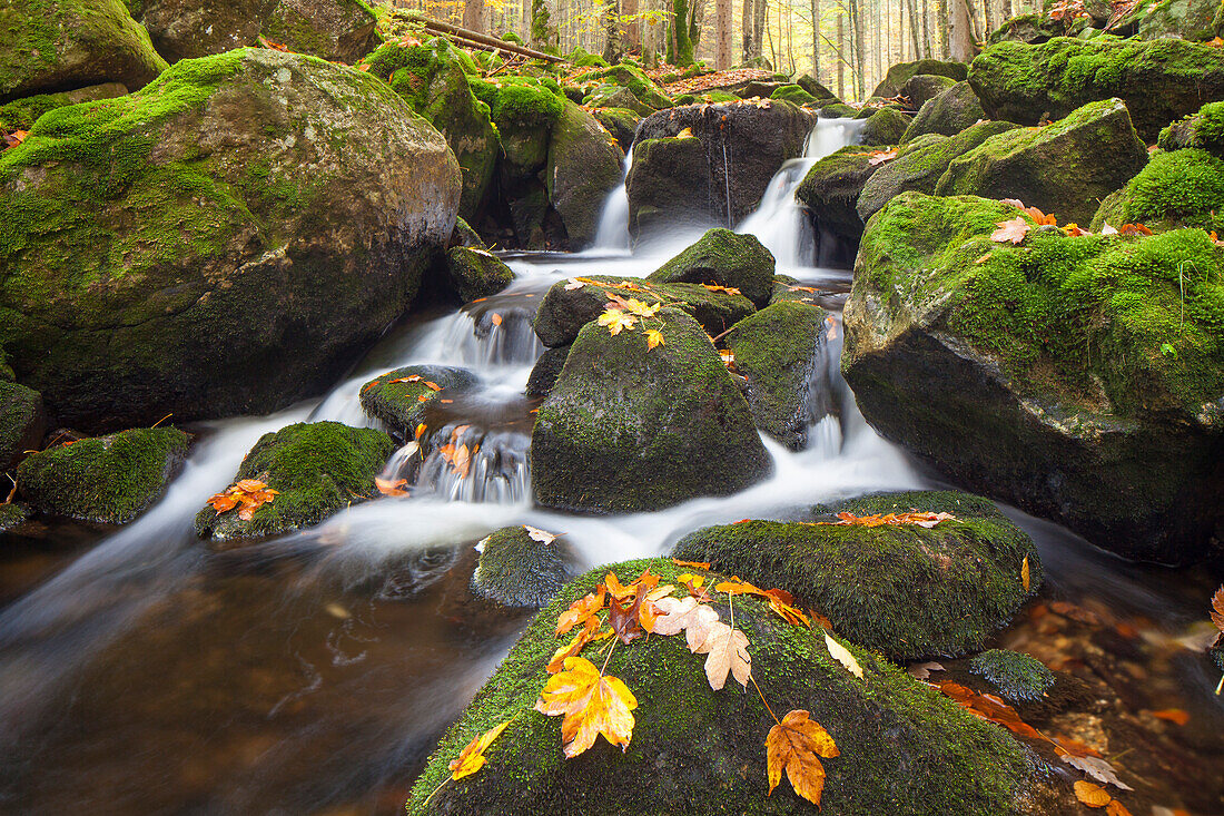  Kleine Ohe, stream in autumn, Bavarian Forest National Park, Bavaria, Germany 