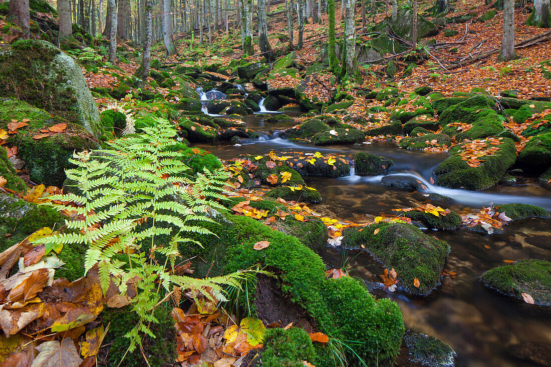  Kleine Ohe, stream in autumn, Bavarian Forest National Park, Bavaria, Germany 