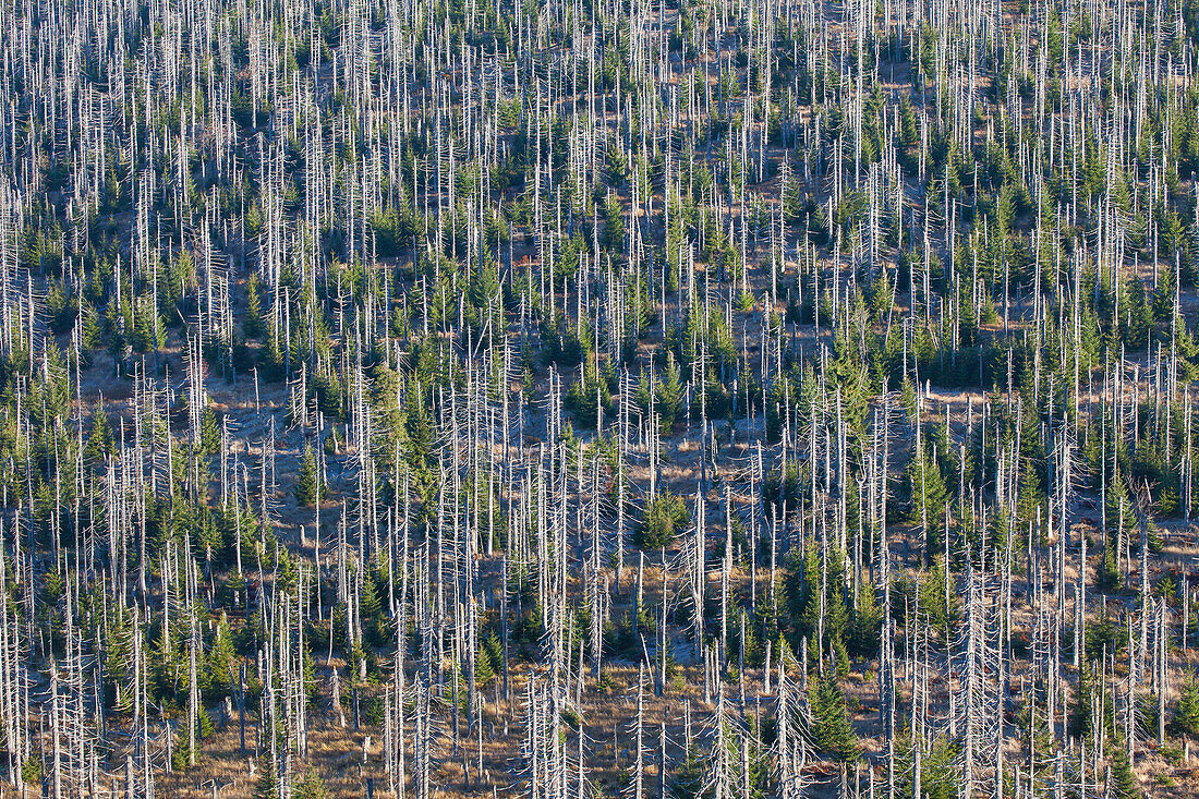 Borkenkäfer befallener Bergfichtenwald am Lusen, Nationalpark Bayrischer Wald, Bayern, Deutschland