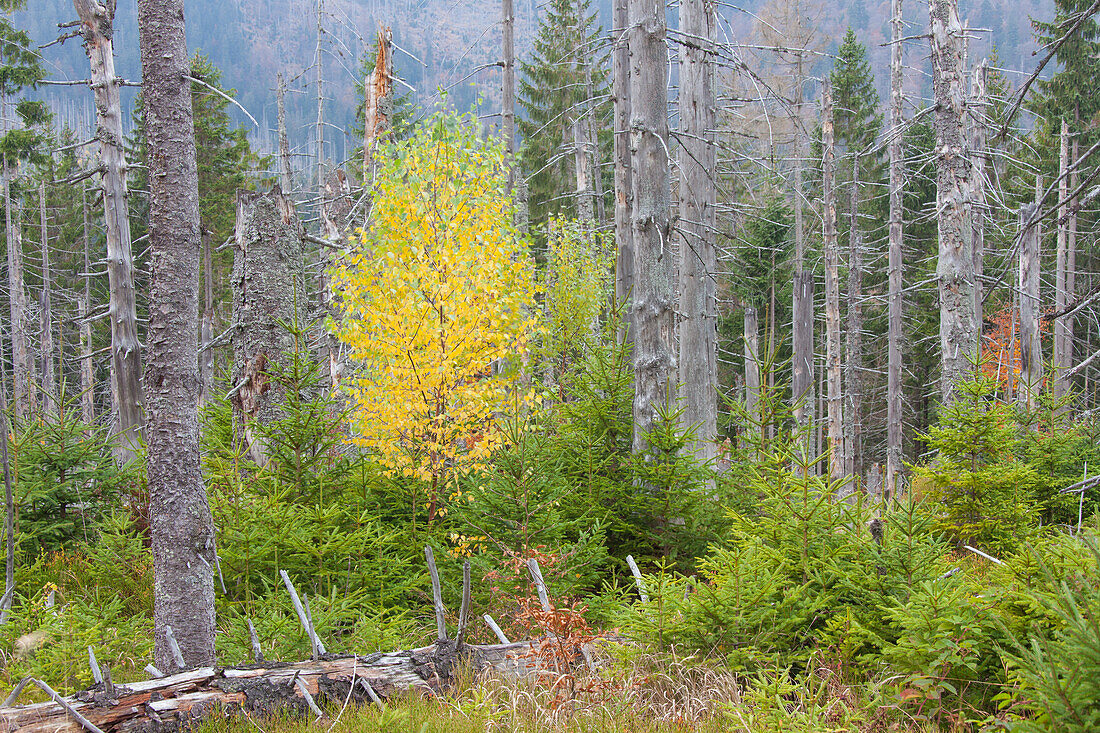  Bark beetle-infested mountain spruce forest at Rachel, Bavarian Forest National Park, Bavaria, Germany 