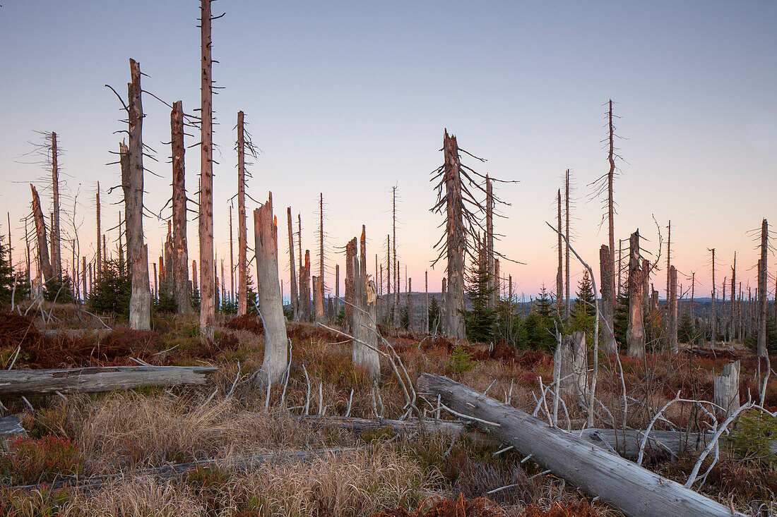 Borkenkäfer befallener Bergfichtenwald am Lusen bei Sonnenaufgang, Nationalpark Bayrischer Wald, Bayern, Deutschland