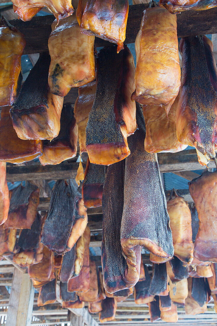 Eishai, Somniosus microcephalus, Haifleisch hängt um essbar zu werden ab, Snaefellsnes, Island