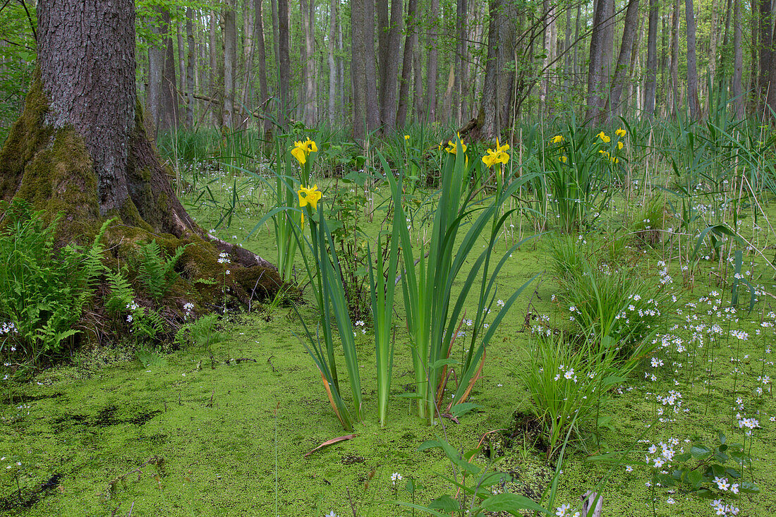  Black alder, Alnus glutinosa, Yellow iris, Iris pseudacorus, Alder swamp forest, Saxony-Anhalt, Germany 