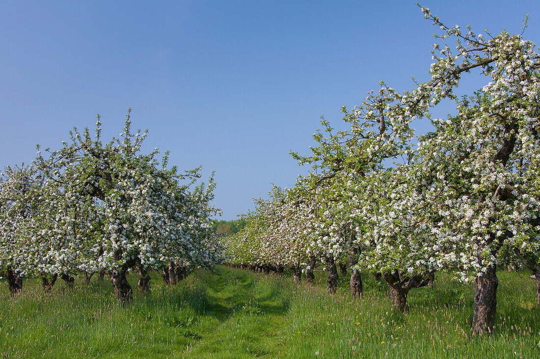  Apple, Malus domestica, flowering apple trees in an apple orchard, Altes Land, Lower Saxony, Germany 