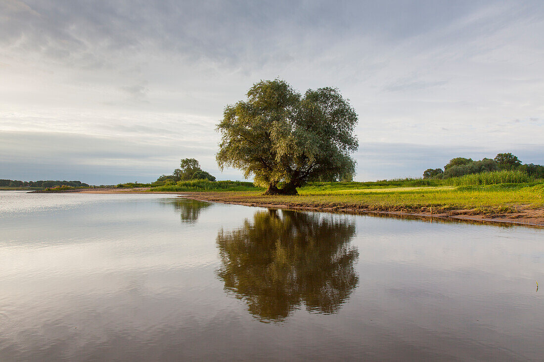  Pasture on the Elbe, Elbe River Landscape Biosphere Reserve, Lower Saxony, Germany 