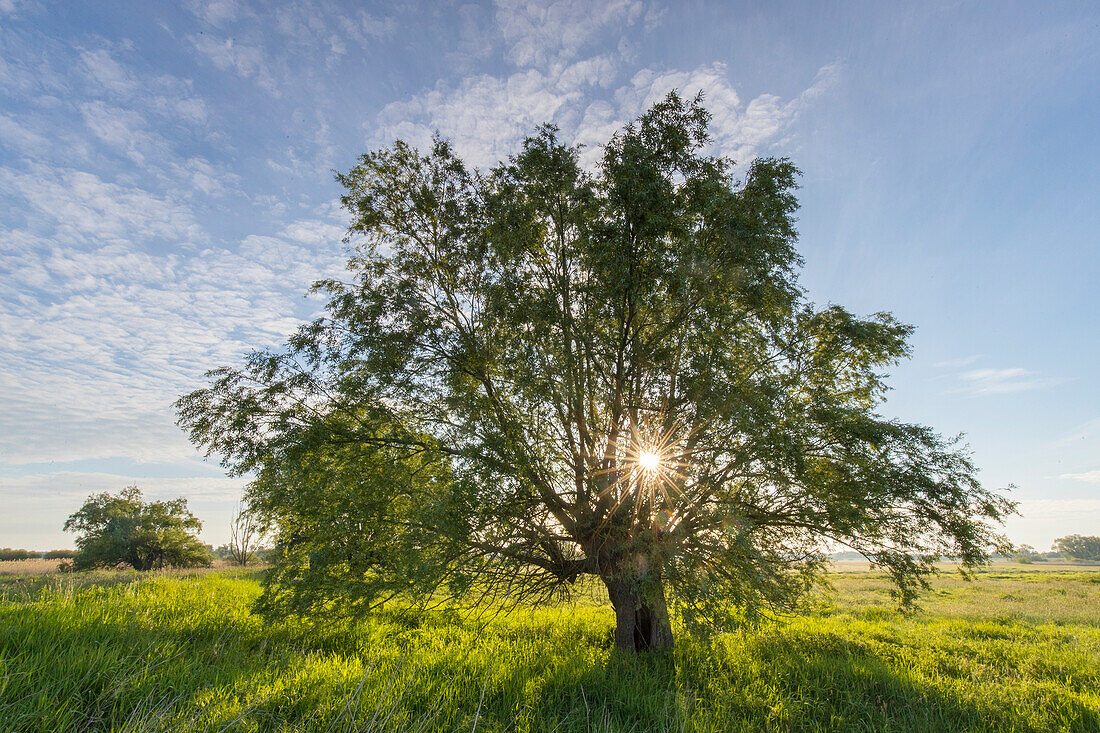  Morning mood on the Elbe, Elbe River Landscape Biosphere Reserve, Lower Saxony, Germany 