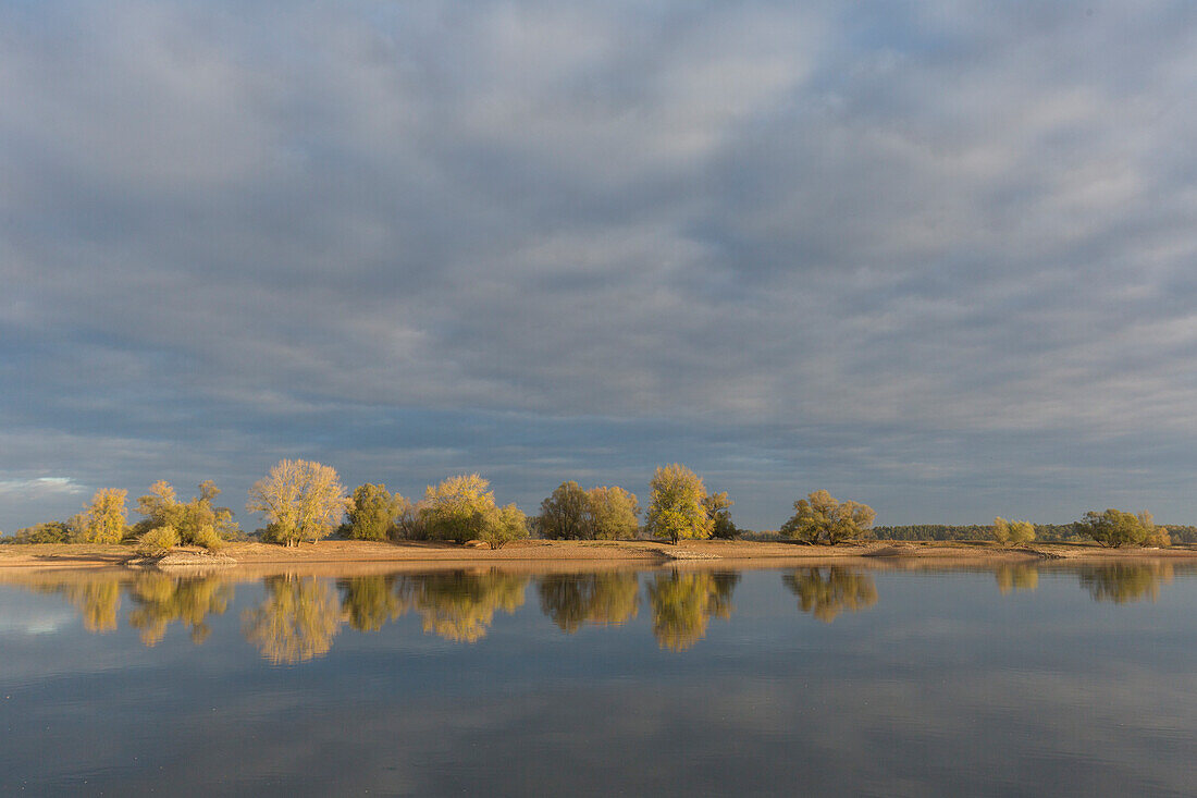  Morning mood on the Elbe, Elbe River Landscape Biosphere Reserve, Lower Saxony, Germany 