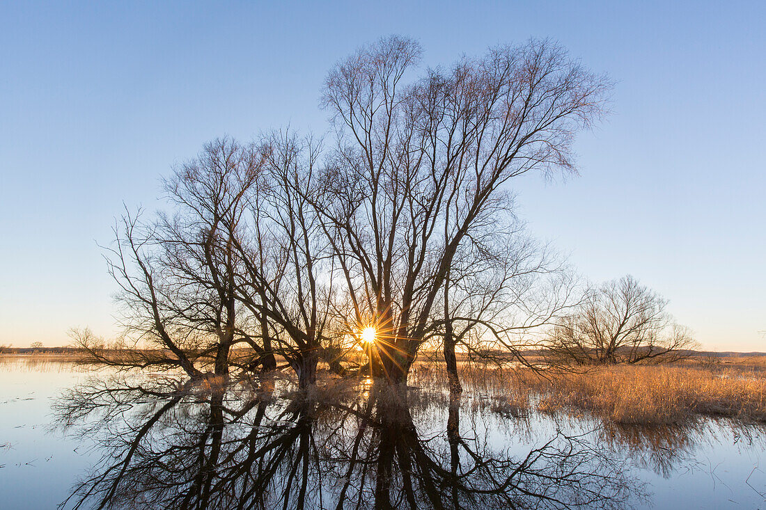  Elbe Valley, flood, Elbe Valley Biosphere Reserve, Lower Saxony, Germany 