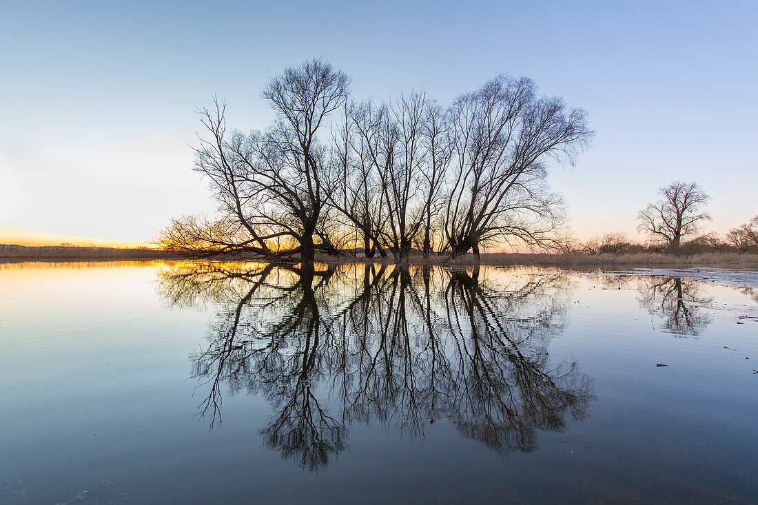  Sunset mood in the Elbe valley, flood, Elbe valley biosphere reserve, Lower Saxony, Germany 