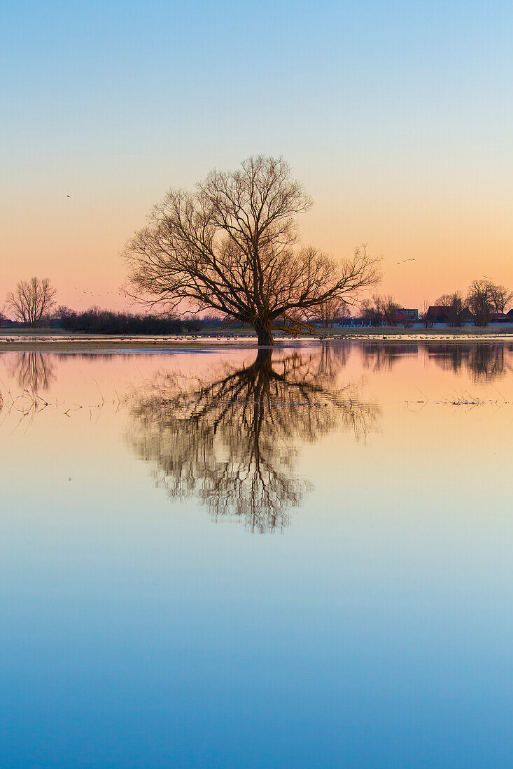  Sunset mood in the Elbe valley, flood, Elbe valley biosphere reserve, Lower Saxony, Germany 