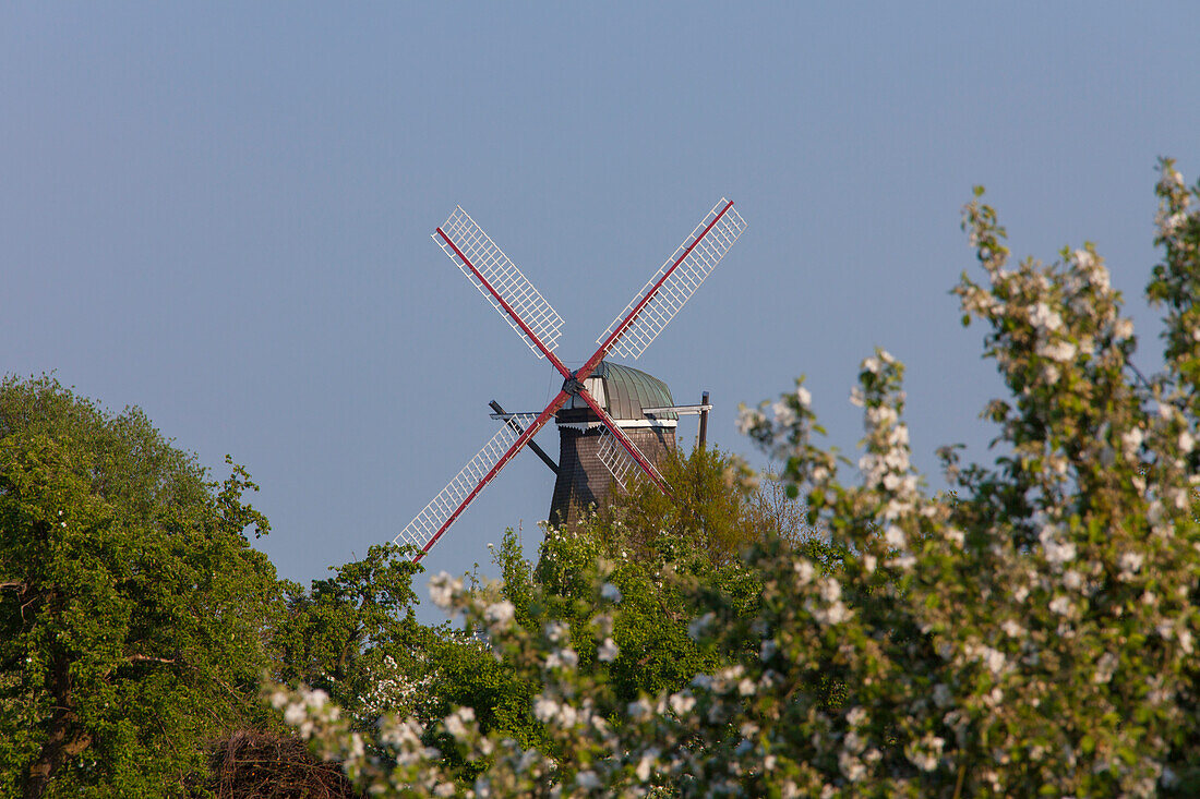 Windmühle Aurora, Jork-Borstel, Altes Land, Niedersachsen, Deutschland