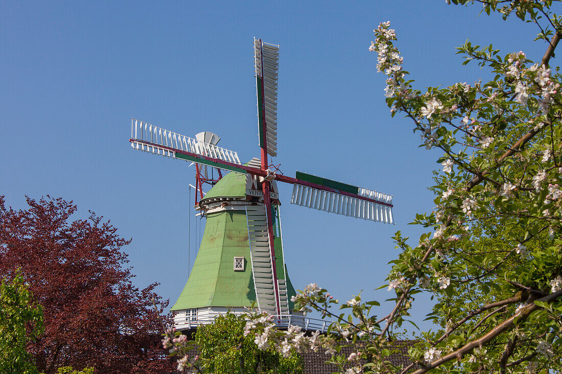 Windmühle Venti Amica, Twielenfleth, Altes Land, Niedersachsen, Deutschland