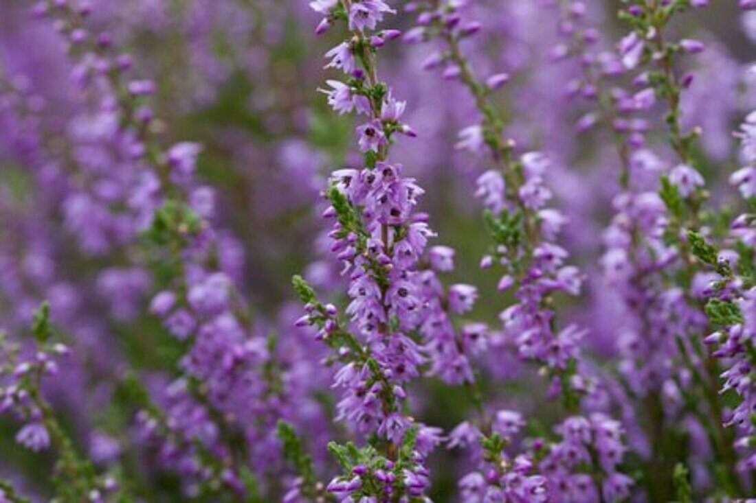  flowering heather, Calluna vulgaris, Lueneburg Heath, Lower Saxony, Germany 