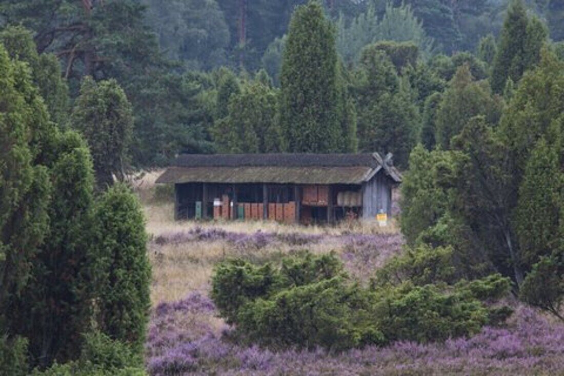  Beehives, bee fence, Lueneburg Heath, Lower Saxony, Germany 