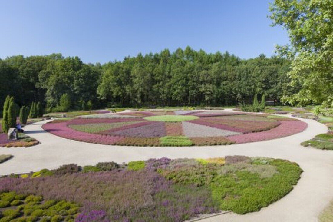 Heidegarten, bluehende Heidesorten, Schneverdingen, Lüneburger Heide, Niedersachsen, Deutschland