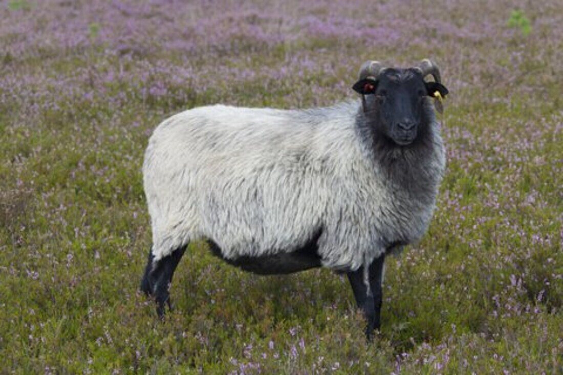  Heidschnucke, Ovis ammon f. aries, sheep, Lueneburg Heath, Lower Saxony, Germany 