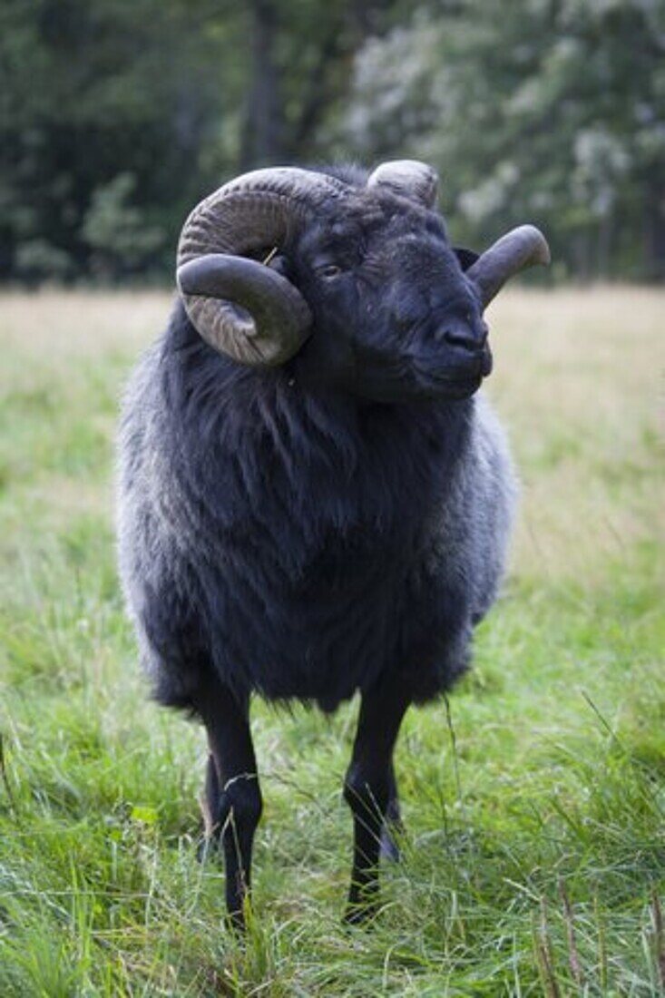 Heidschnucke, Ovis ammon f. aries, Bock, Lüneburger Heide, Niedersachsen, Deutschland