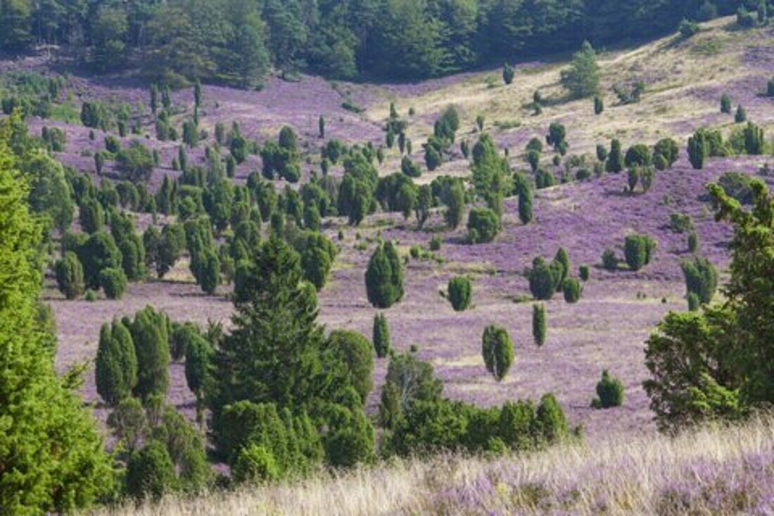  flowering heather, Calluna vulgaris, Totengrund, Lueneburg Heath, Lower Saxony, Germany 