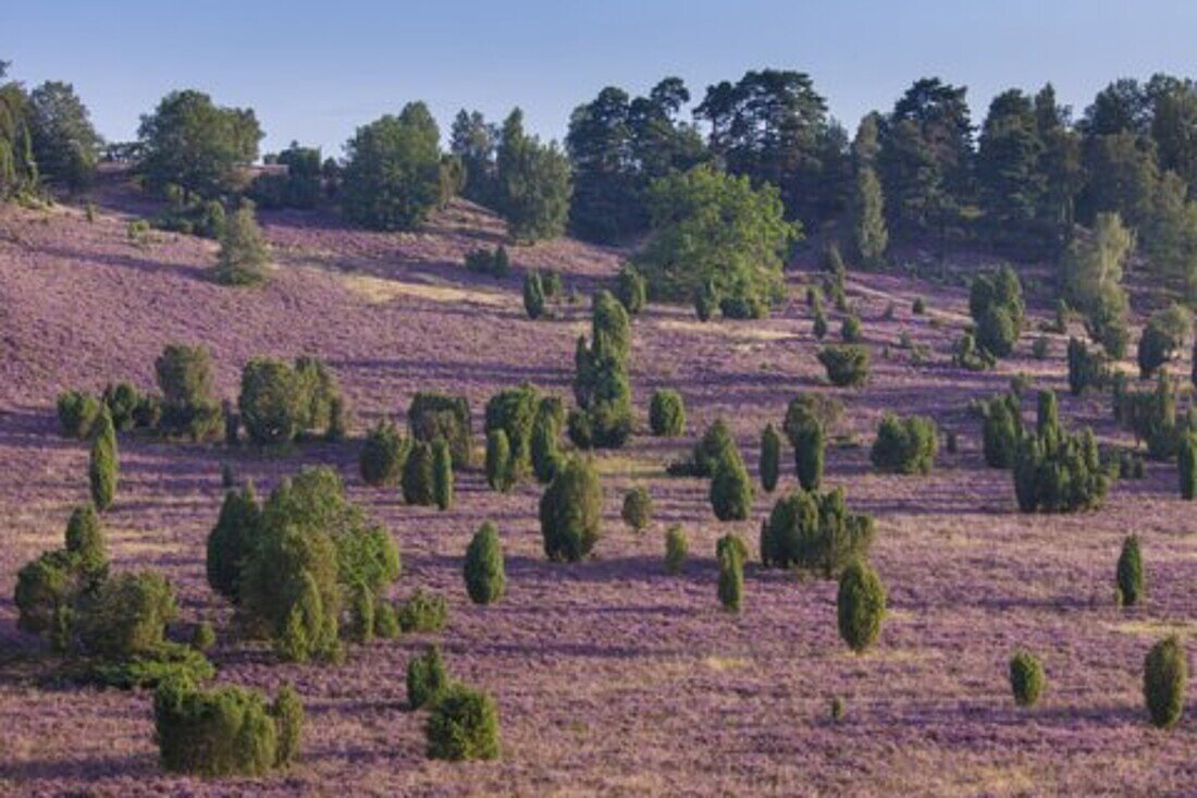  flowering heather, Calluna vulgaris, Totengrund, Lueneburg Heath, Lower Saxony, Germany 