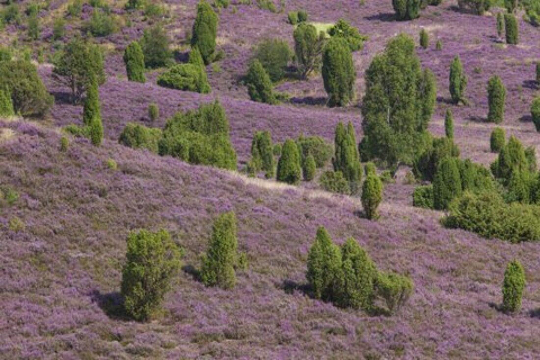  flowering heather, Calluna vulgaris, Totengrund, Lueneburg Heath, Lower Saxony, Germany 