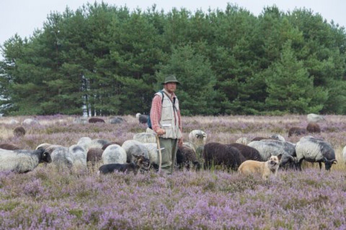  Schaefer, Heidschnucken, Lueneburg Heath, Lower Saxony, Germany 