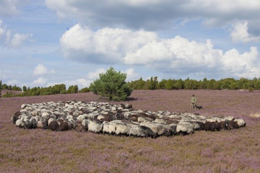  Schaefer, Heidschnucken, Lueneburg Heath, Lower Saxony, Germany 