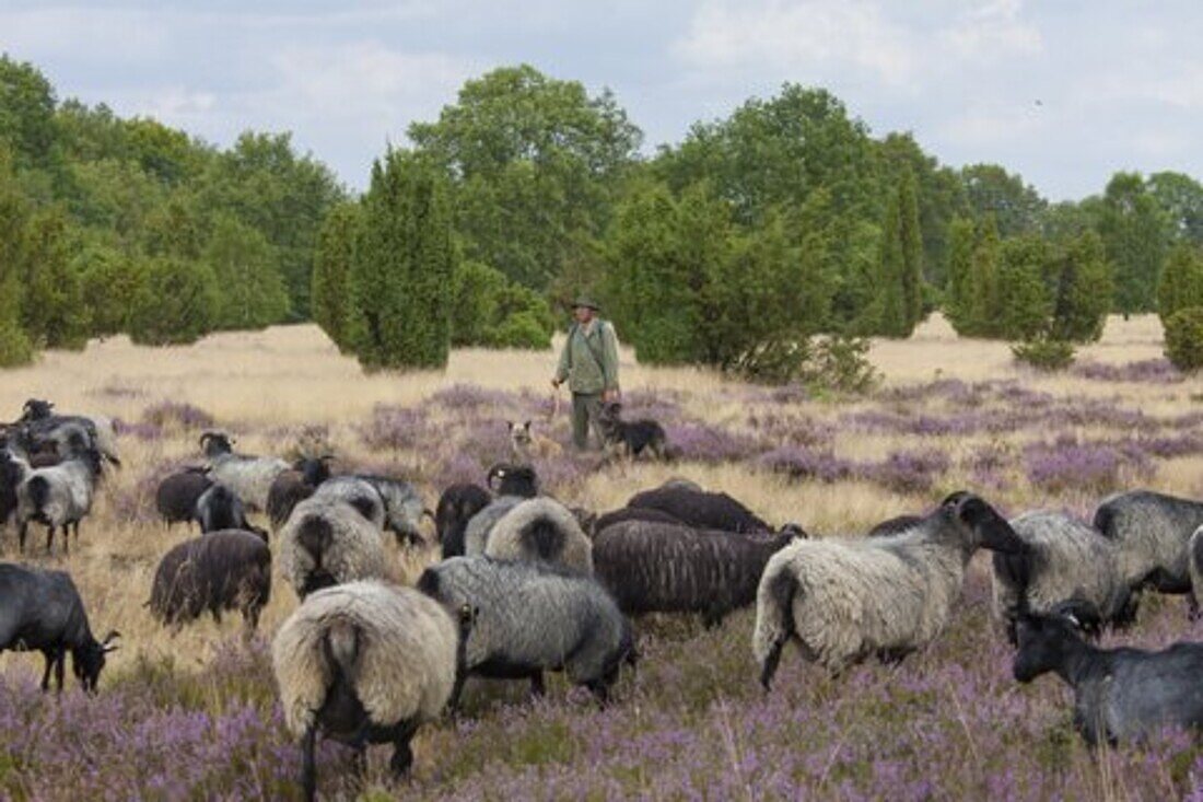 Schäfer, Heidschnucken, Lüneburger Heide, Niedersachsen, Deutschland