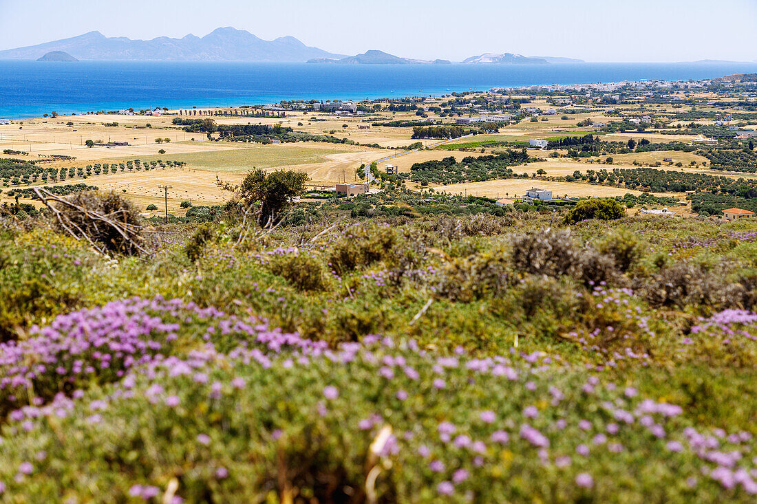 Blick über blühende Thymian-Heide und gelbe Felder auf Kardamena an der Südküste der Insel Kos und auf die in der Ferne liegende Insel Nissiros (Nyssiros, Nisiros) in Griechenland