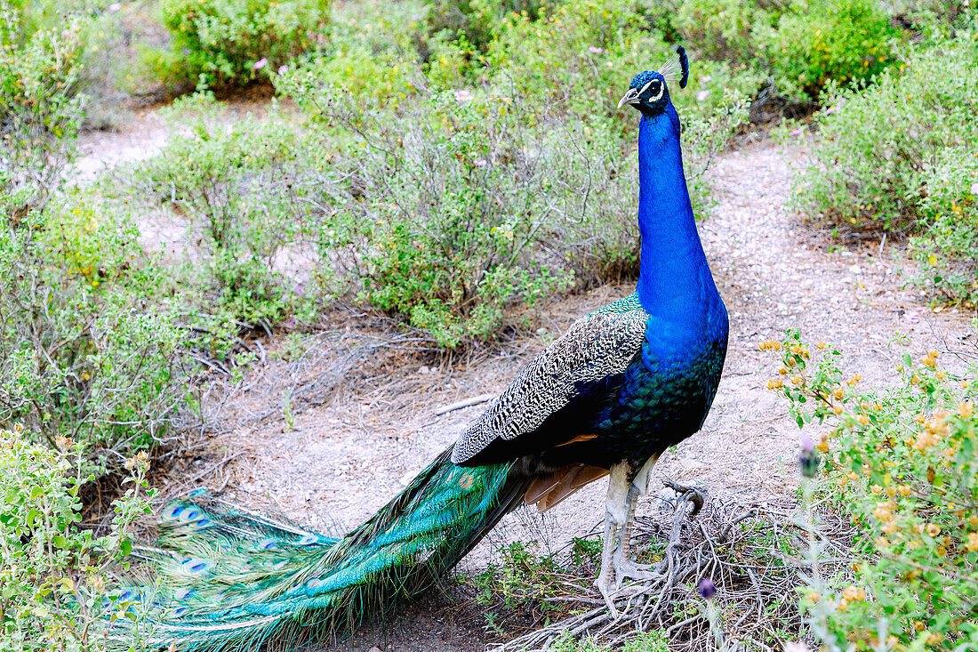  male peacock in the forest of Plaka Forest near Antimachia on the island of Kos in Greece 