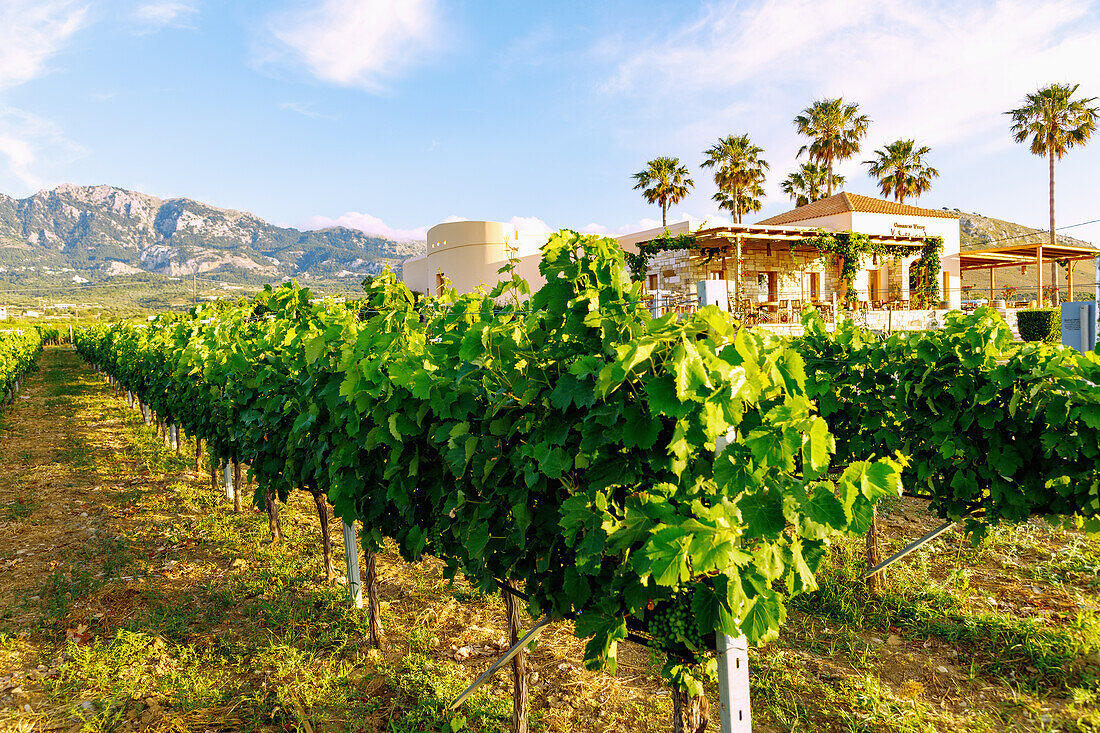  Hatziemmanouil Vineyards near Zipari on the island of Kos in Greece 