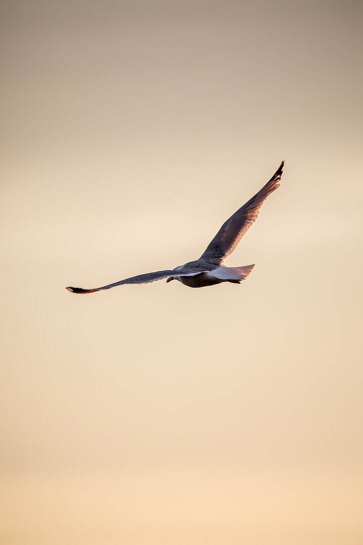 Möwe über der Ostsee, Ahrenshoop, Wustrow, Ostsee, Fischland, Darß, Zingst, Mecklenburg-Vorpommern, Landesteil