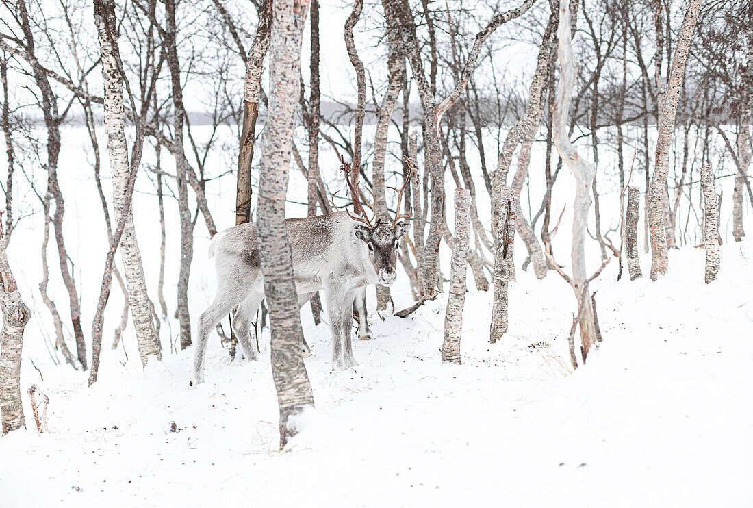  Reindeer in winter between tree trunks. 