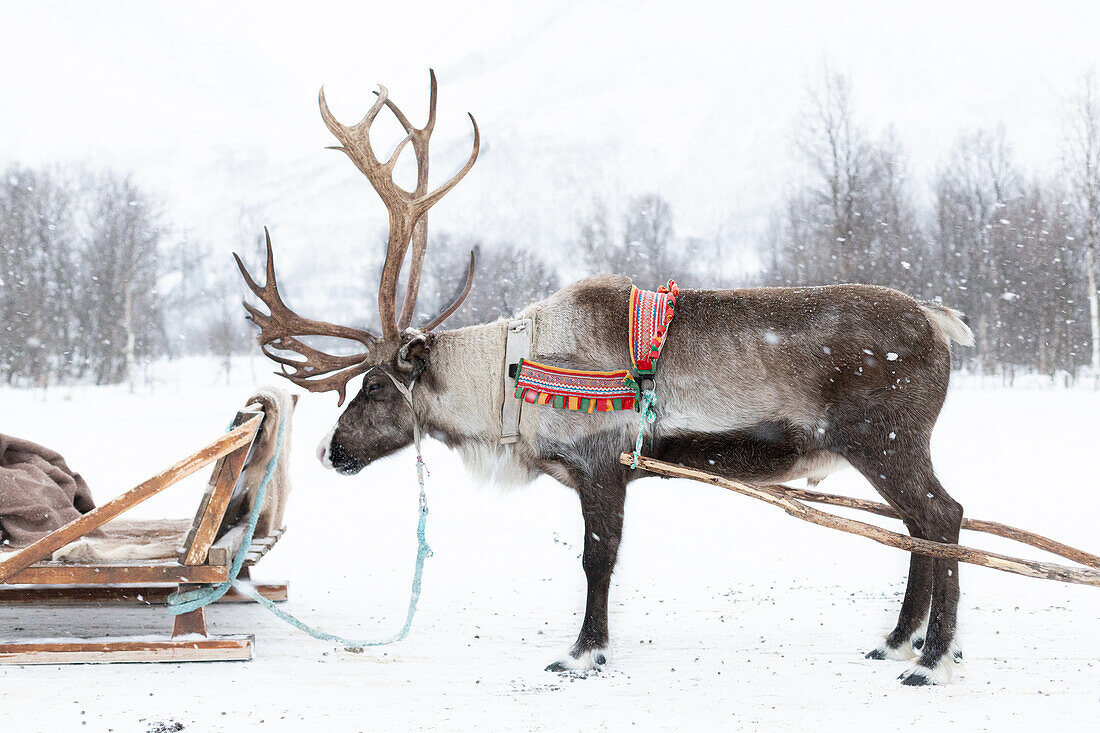  Reindeer with sleigh in snowstorm 