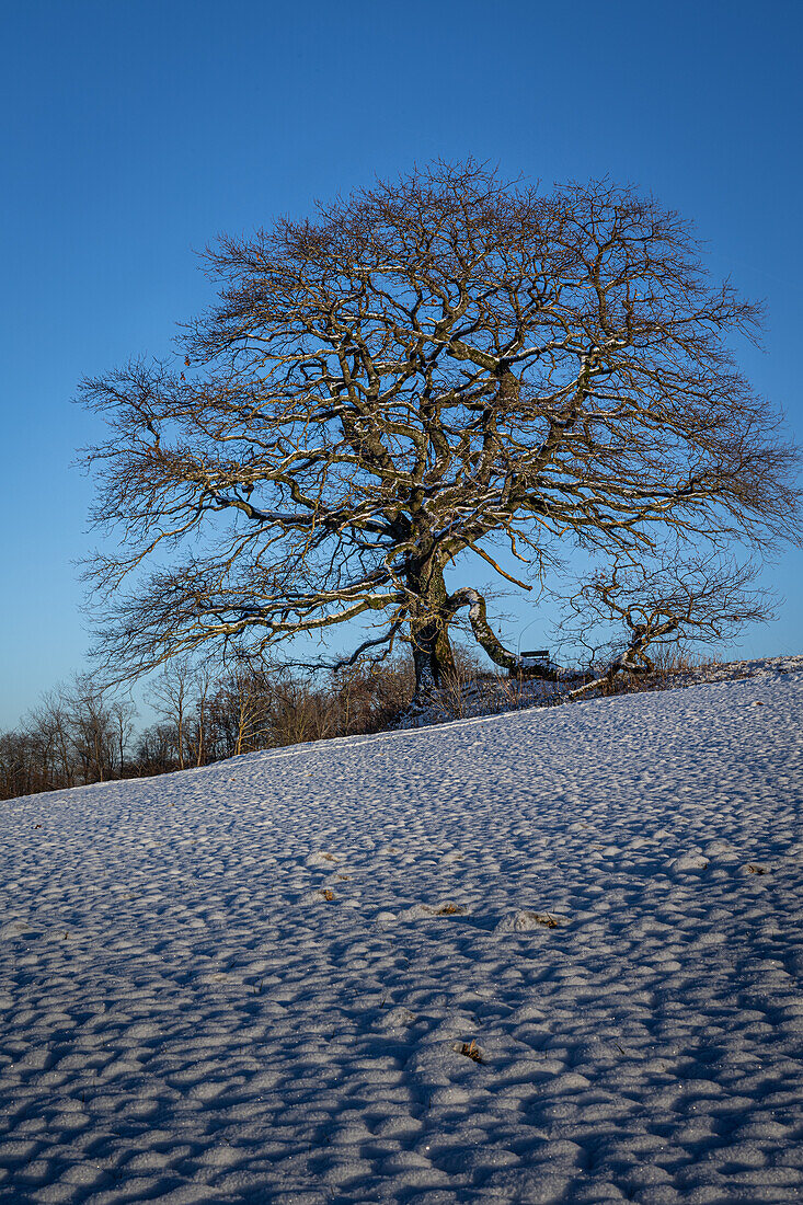  Pedunculate oak (Quercus robur) in winter. (Jura, Aargau, Switzerland). 