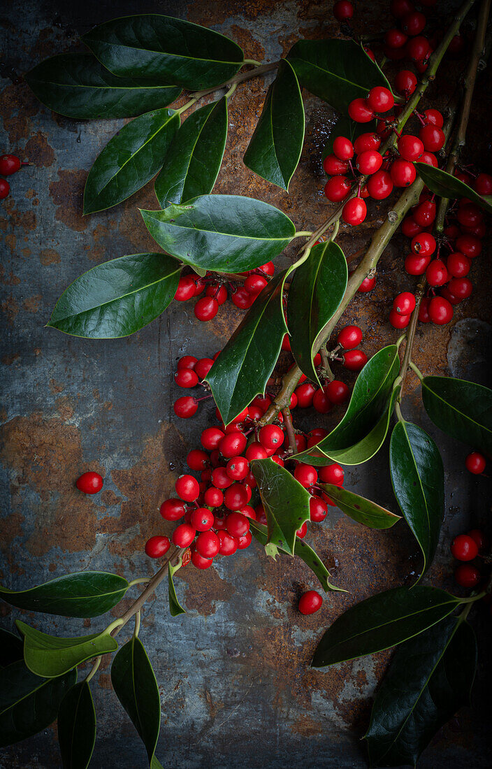  Holly with red fruits on metallic background 