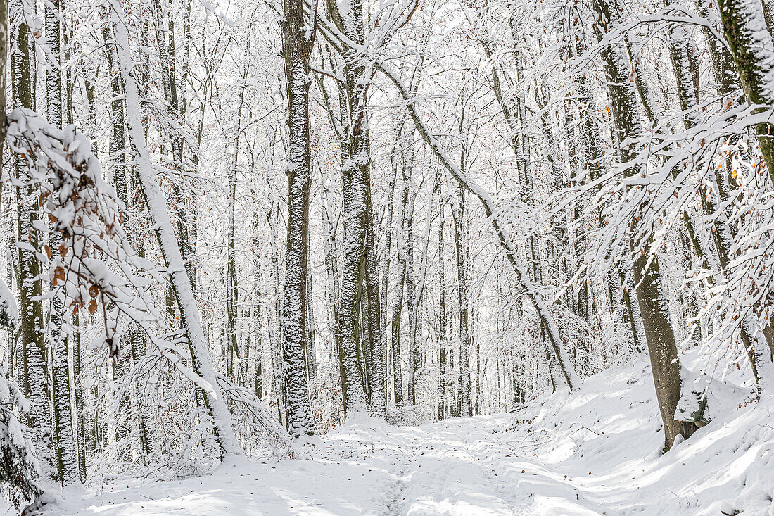  Winter forest, snow-covered tree trunks and road. (Jura, Aargau, Switzerland). 