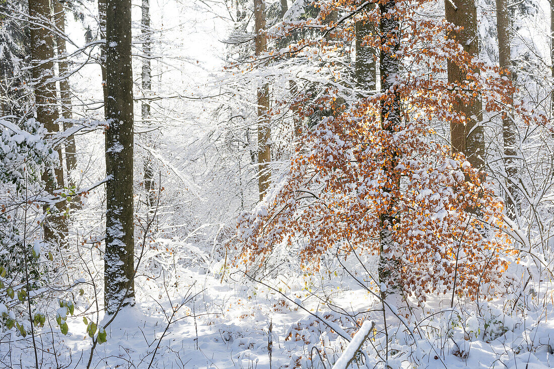  Winter forest in backlight. (Jura, Aargau, Switzerland). 