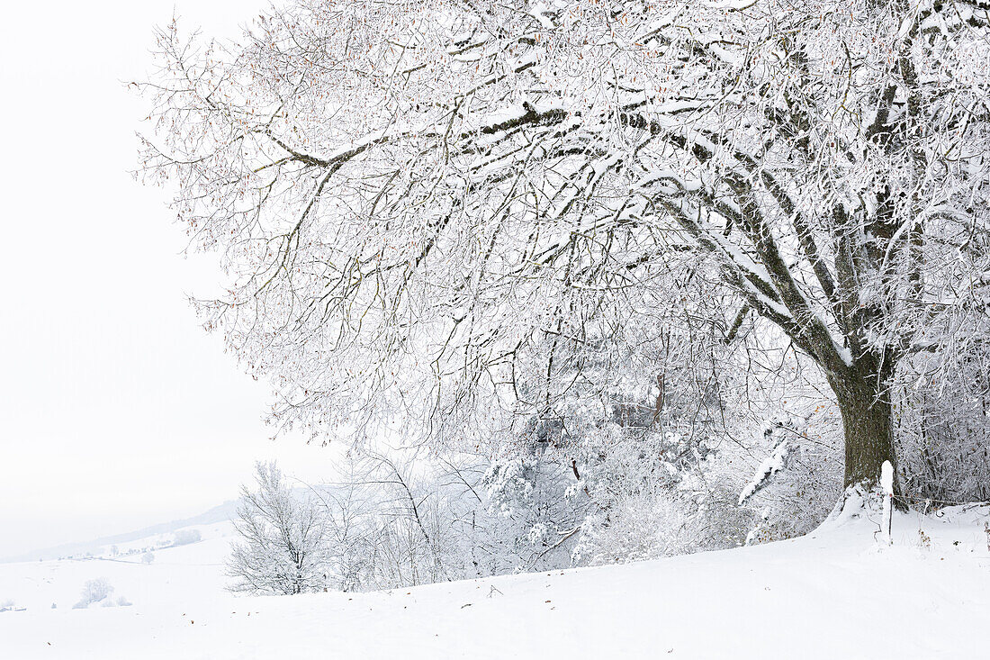  Snow-covered linden tree in winter in the Jura (Aargau, Switzerland) 