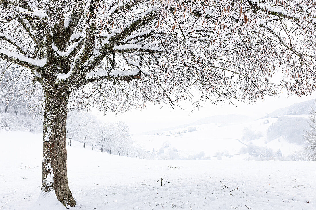  Winter landscape with large-leaved lime (Tilia platyphyllos) in the Jura /Canton Aargau/ Switzerland, 